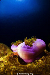 Taken by Nikon D200. 10-24mm nikon lens with 2 strobe ys110 by Ah Chan Fong Ming 